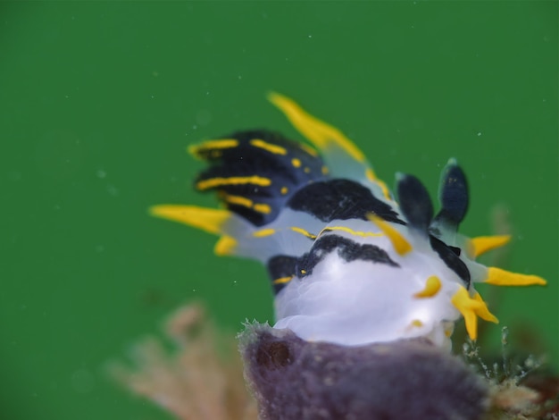 Yello black translucent underwater slug nudibranch polycera capensis