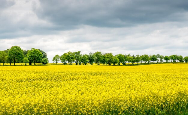 ヨーロッパの曇り空の一般的な風景の景色の下で菜種の黄色のフィールド