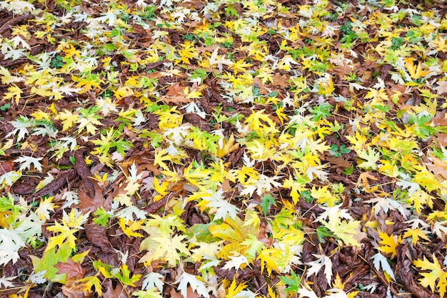 Yellow abscissed leafs on autumn park meadow