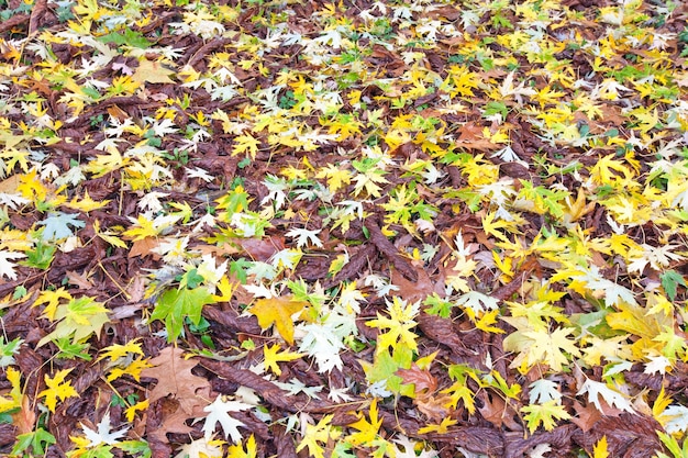 Желтые опавшие листья на лугу осеннего парка