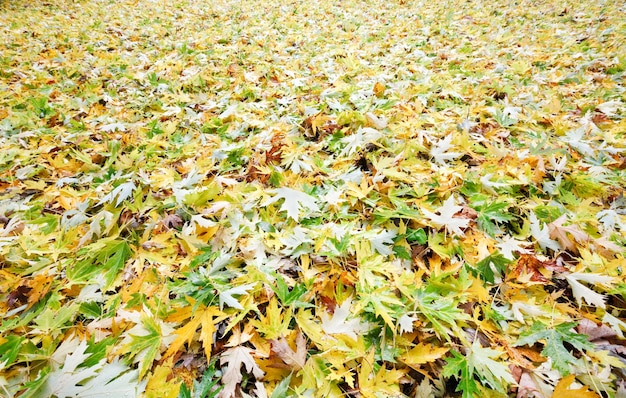 秋の公園の牧草地に黄色の切り取られた葉