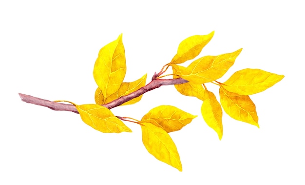 写真 秋の枝に黄色の抽象的な葉。水彩