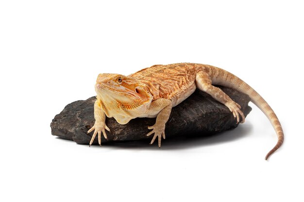 yellow agama lizard isolated on a white background