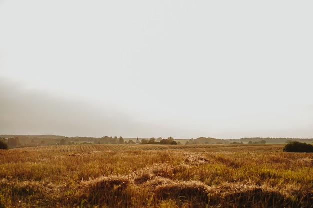 Yellow agriculture field village panorama landscape. Beautiful Nature Landscape