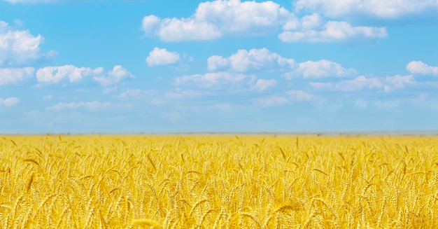 写真 熟した小麦と雲と青い空と黄色の農業分野