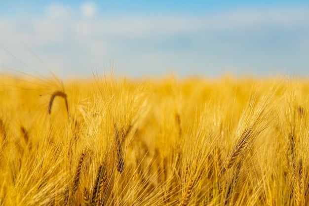 Yellow agriculture field with ripe wheat and blue sky