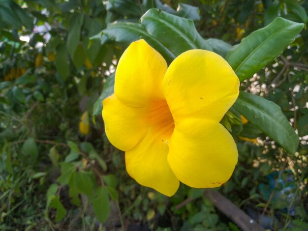 Yellow alamanda flowers look beautiful with green leaves as a background focus object