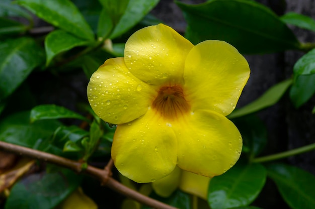 黄色いアラマンダ（Allamanda cathartica）の花と水滴