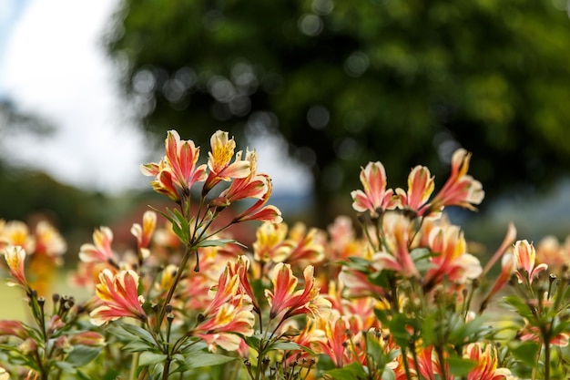 노란색 Alstroemeria 꽃 페루 백합