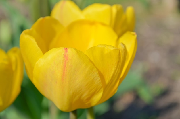 Yellow amazing spring floral background Beautiful yellow tulips Beautiful tulips in tulip field