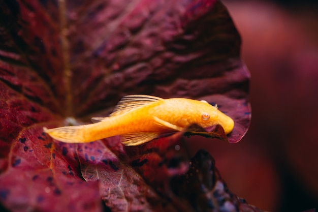 민물 수족관에서 노란색 Ancistrus albino