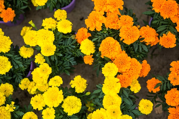 写真 黄色とオレンジ色の花