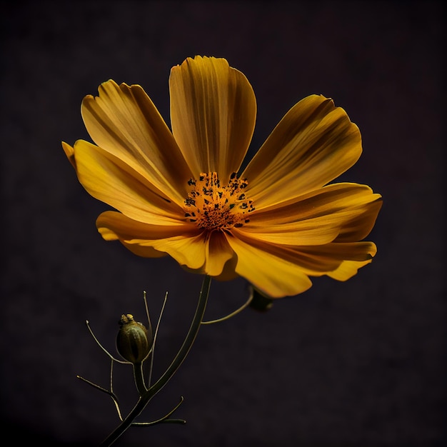 yellow anemone flower in dark background