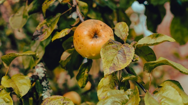 A yellow apple in an apple tree branch Autumn And Harvest Concept