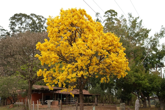 yellow araguaney tree flowered in the field