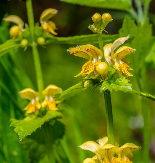 Photo yellow archangel flowers