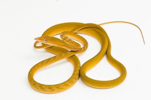 Yellow Asian vine snake hypo Ahaetulla prasina isolated on white background