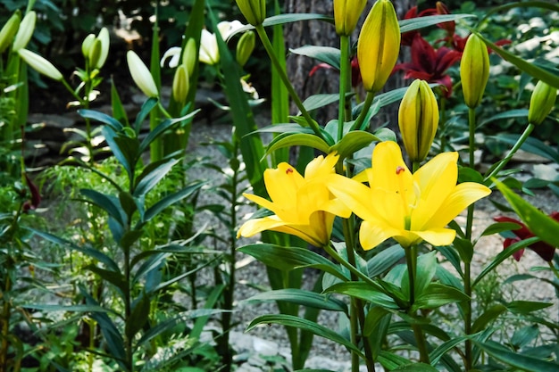 黄色アジア ハイブリッド ユリ夏の庭で育つ新鮮な花の花束ガーデニング コンセプト