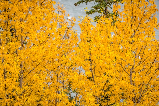 写真 秋の季節の背景の黄色の葉と黄色アスペンの木