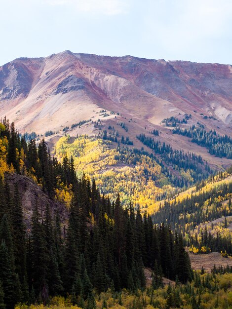 Yellow aspens in autumn, Colorado.