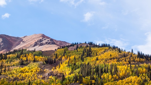 Aspen gialli in autunno, colorado.