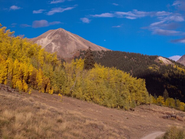 Yellow aspens in autumn, Colorado.