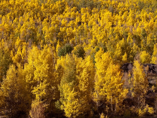 Yellow aspens in autumn, Colorado.