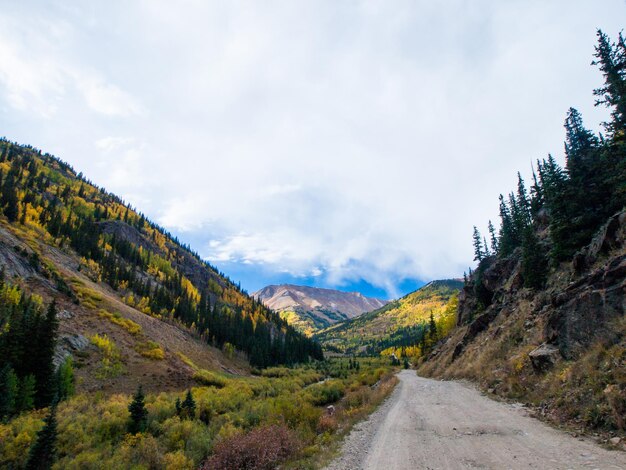 Желтые осины осенью, Колорадо.