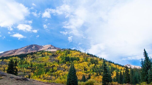 Yellow aspens in autumn, Colorado.