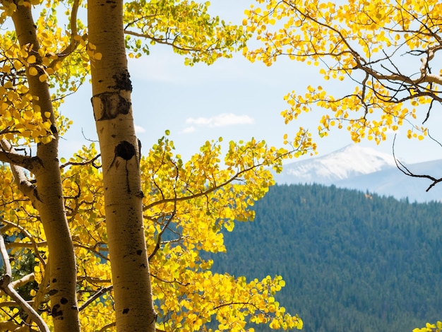 Yellow aspens on sunny Autun day in Colorado.