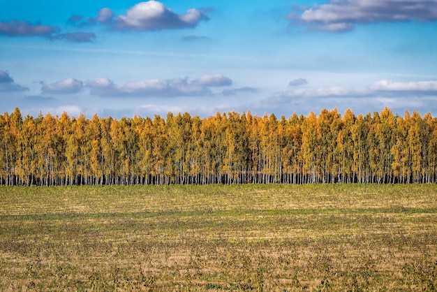 Yellow autumn birch grove. Beautiful Landscape