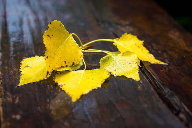 Yellow autumn birch leaves on a wet dark brown bench in the park. Autumn rain