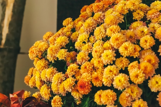 Yellow autumn flower bush in pot close up