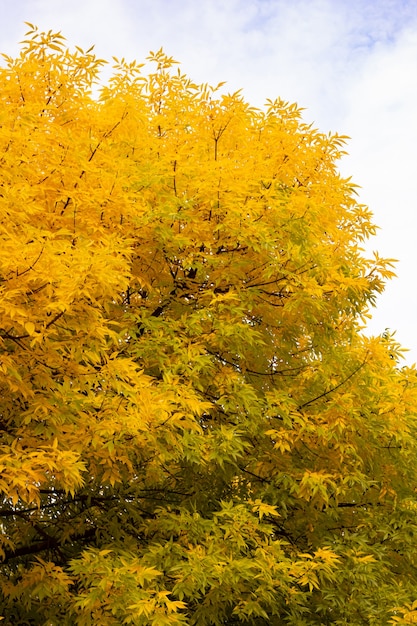 Yellow autumn foliage of ash tree against blue sky with clouds