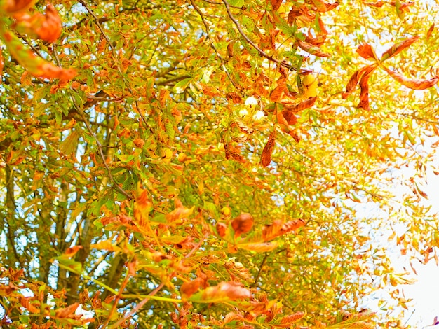 Yellow autumn foliage disappears. Colorful foliage in the park. Autumn season concept.
