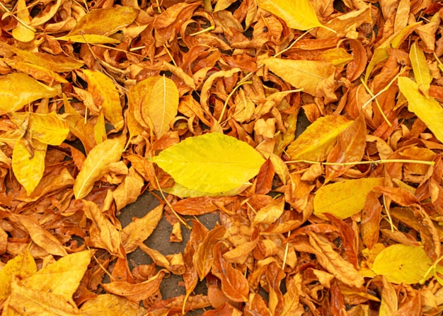 Yellow autumn foliage lies on the path Autumn cloudy day after the rain Leaves on the road