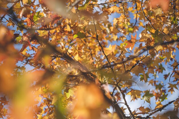 Yellow autumn foliage maple garden tree autumn colors
