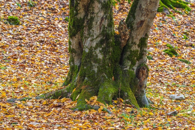 Yellow autumn forest in europe