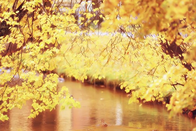 yellow autumn forest landscape / beautiful trees with yellow leaves in the forest, landscape October autumn, seasonal landscape