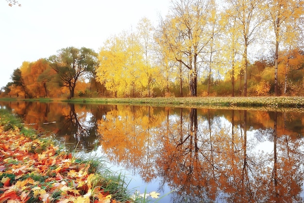 黄色い秋の森の風景/森の中の黄色の葉を持つ美しい木々、風景10月の秋、季節の風景