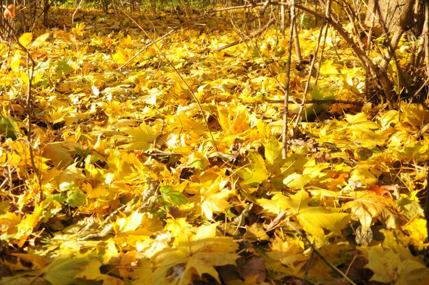 Foresta d'autunno gialla