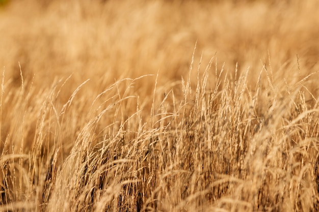 Yellow autumn grass close-up. 