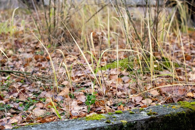 Yellow autumn grass and green moss closeup