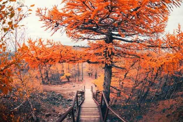 Yellow autumn larch trees and wooden stairs in the mountains Autumn landscape