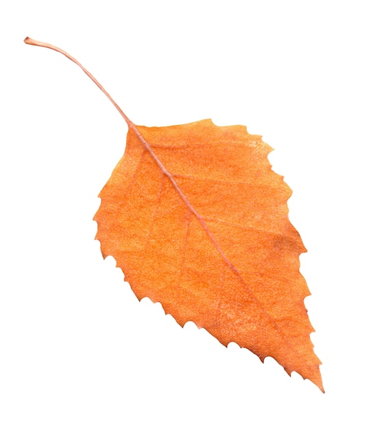 Yellow autumn leaf of birch tree isolated