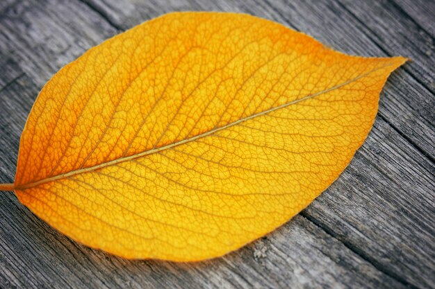 Yellow autumn leaf close-up on a wooden table, autumn