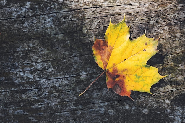 A yellow autumn leaf fallen on outdoor wooden table