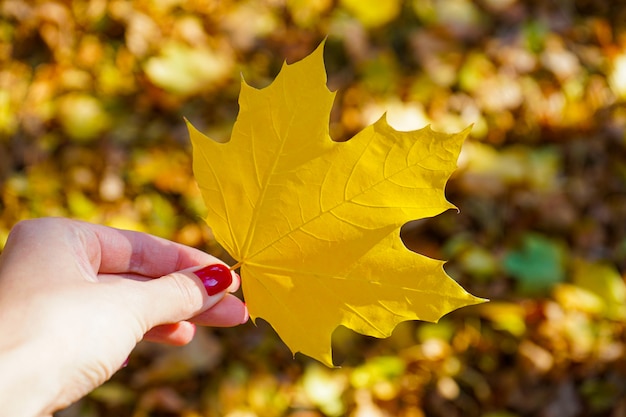 Yellow autumn leaf in a female hand in the park