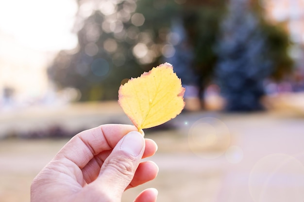 Yellow autumn leaf in hand on background of park
