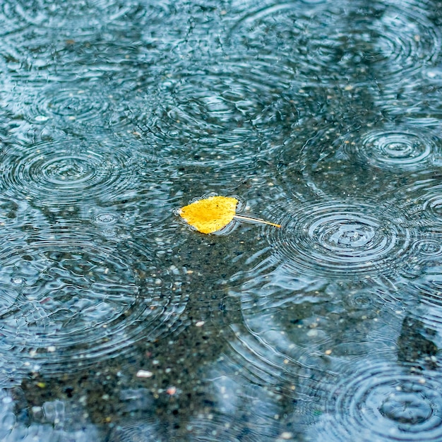 Foglia gialla di autunno in una pozzanghera durante la pioggia